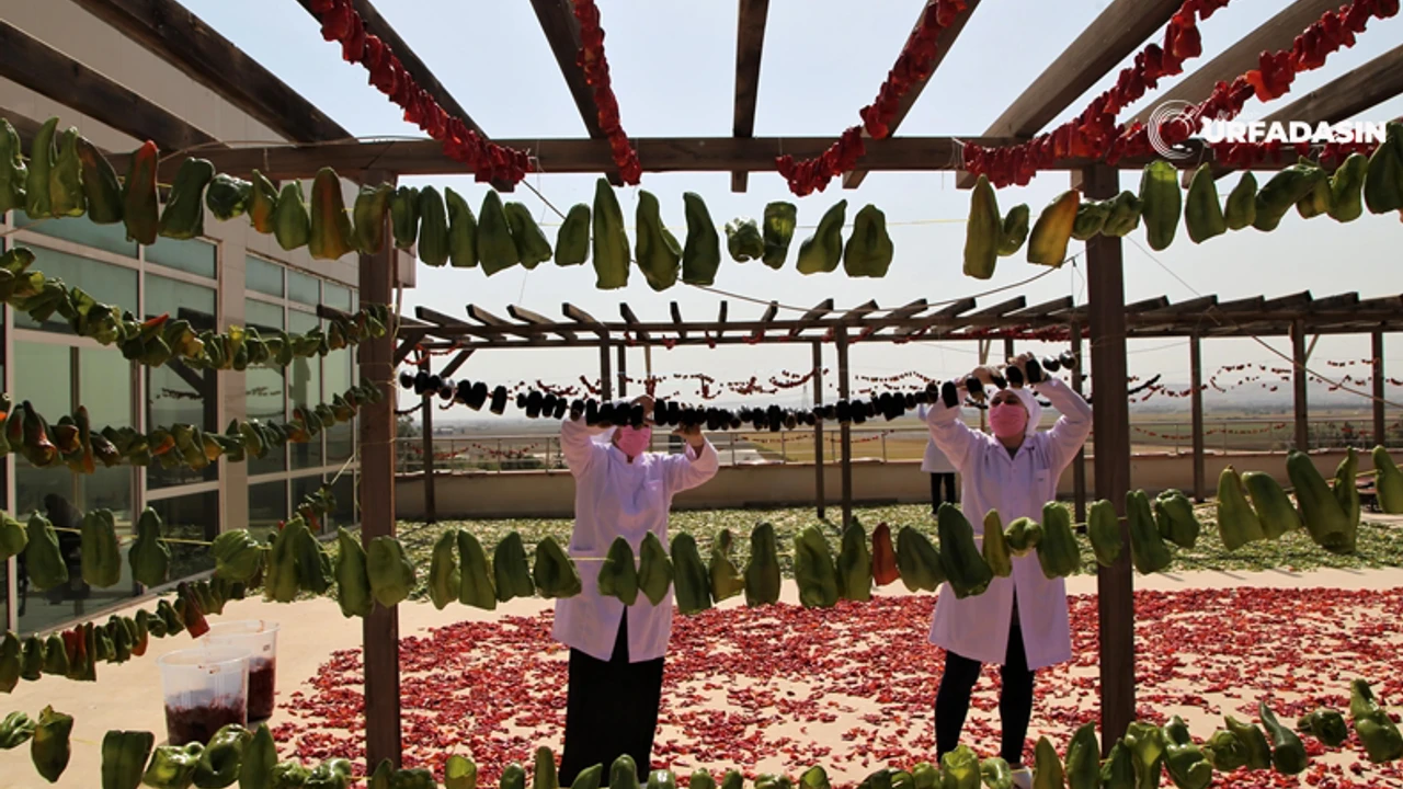 Kadin Kooperetifler Destekleme Programi