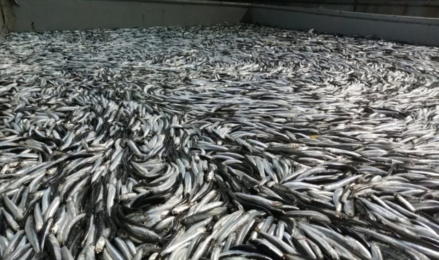 Karadenizde Hamsi Bereketi 20211102 A W45 Resim