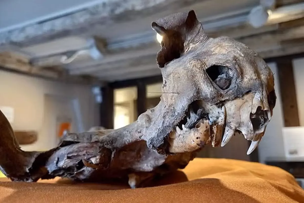 Kilisenin Duvarlari Arasindan Cikti Tarihcileri 19202961 5505 Amp