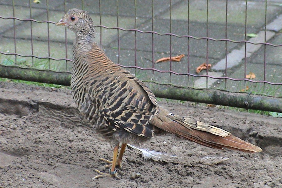 Kirmizi Altuni Sulun