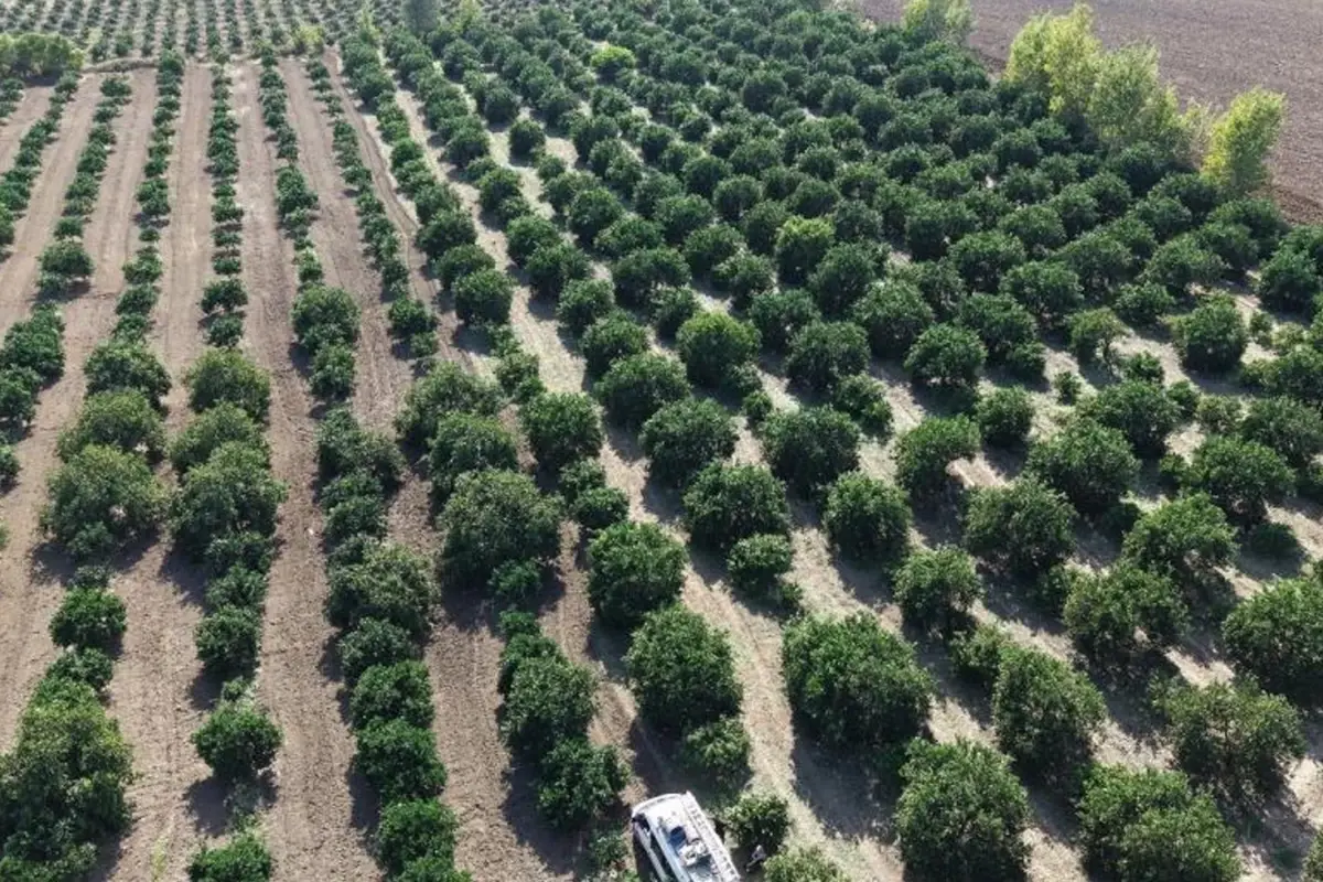 Mandalina Tarlada Tek Haneye Dustu Biz 70 Liraya 19183987 4360 Amp