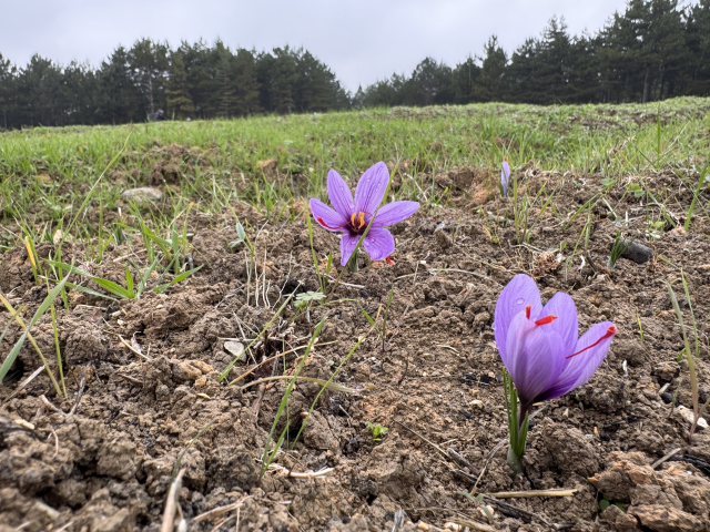 Safranbolu Da 9 Safran Festivali Ve Hasadi 19164557 254 M