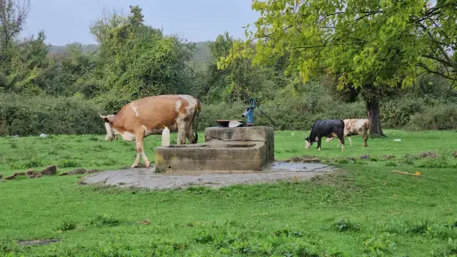 Su Kuyusunda Cansiz Bedeni Bulunan Hasret In 19181614 799 M
