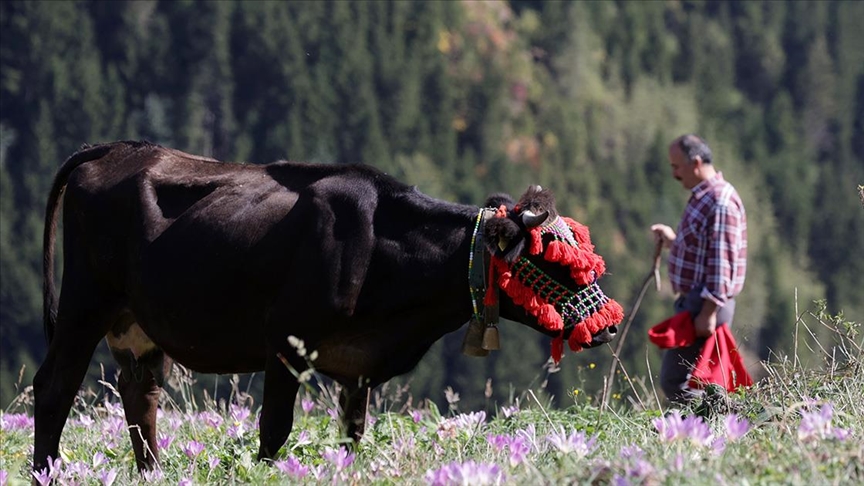 Thumbs B C 2D16Efc62A61D49C35Ed6090Fc5D4D4F