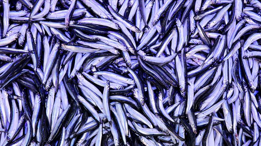 Thumbs B C 6C694B1C541E1Cbe3A4Ff055Bfb2B068-1