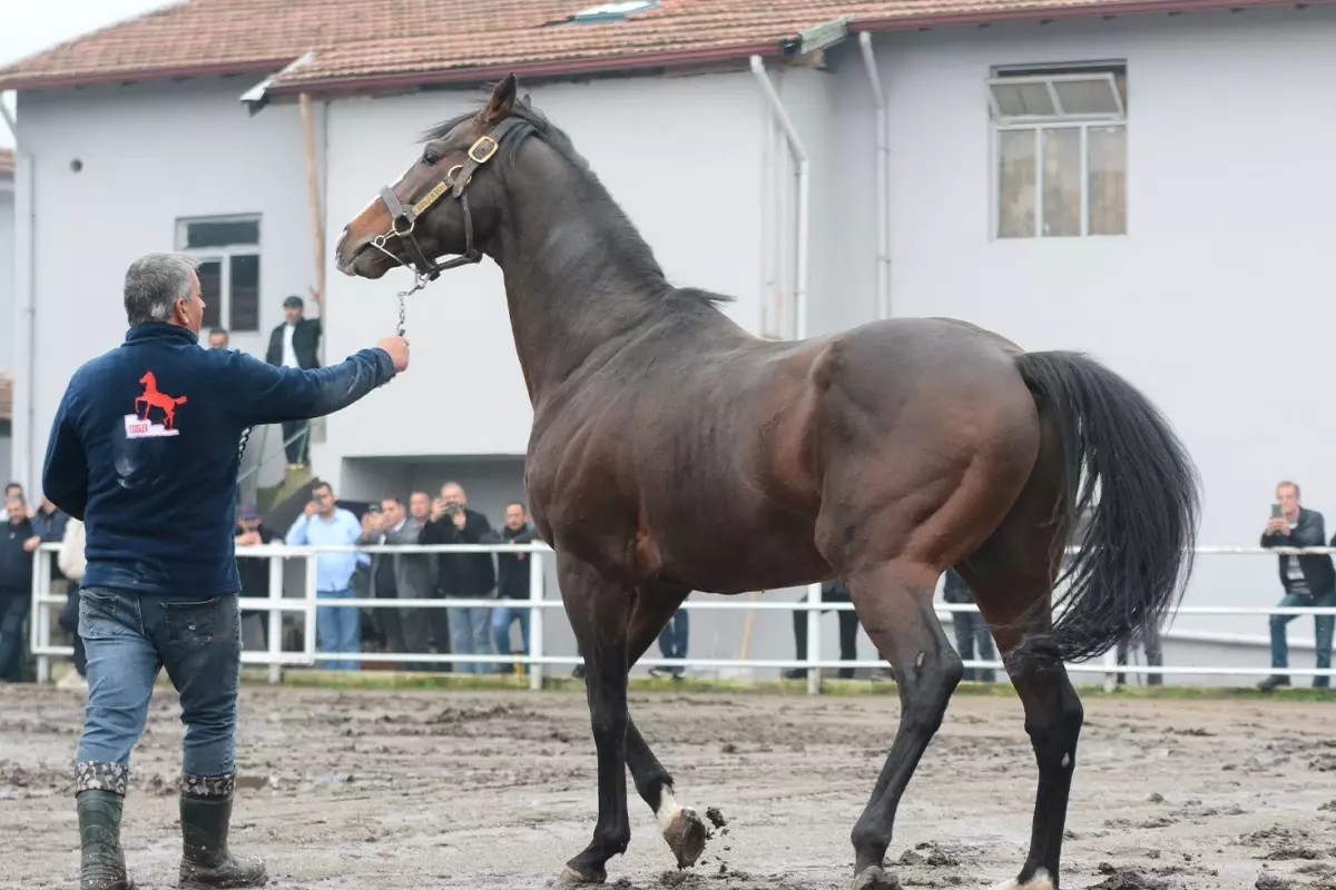 Yavrulari 25 Milyon Dolar Kazandiran Efsane Tay 19191785 4460 Amp