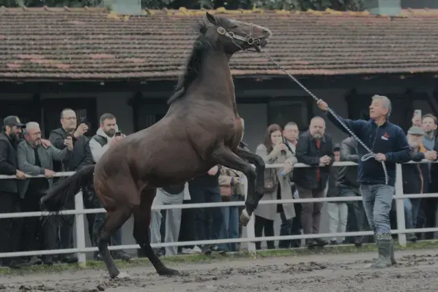 Yavrulari 25 Milyon Dolar Kazandiran Efsane Tay 19191785 8718 M