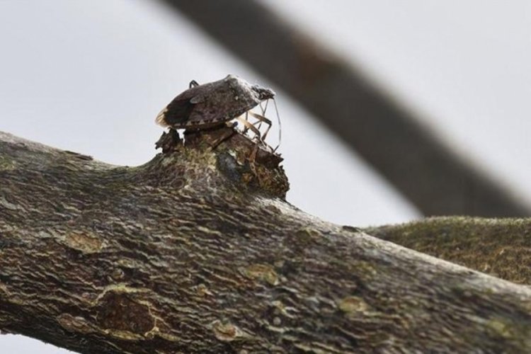 1742870 Kahverengi Kokarca Zararlisiyla Mucadele Surecek 66Ced5B8D10B7