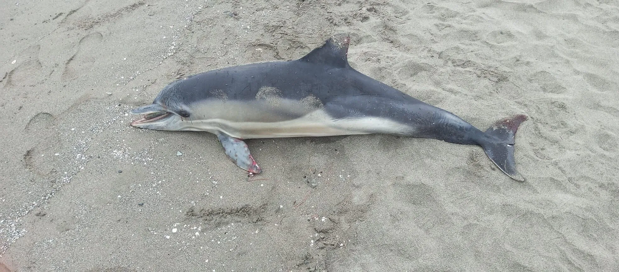 A A 20251128 39837350 39837349 S A M S U N D A O L U Y U N U S K I Y I Y A V U R D U