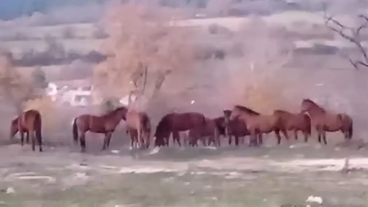 Ac Kalan Yilki Atlari Sehir Merkezine Indi 19302034 Amp