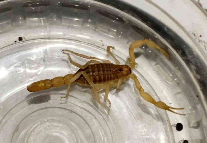 Aksaray Da 10 Milyon Dolarlik Akrep Satisina Sucustu Operasyon 3 1763750820