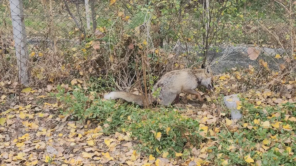 Amasya Da Yarali Halde Okul Bahcesine Siginan 19275027 Amp