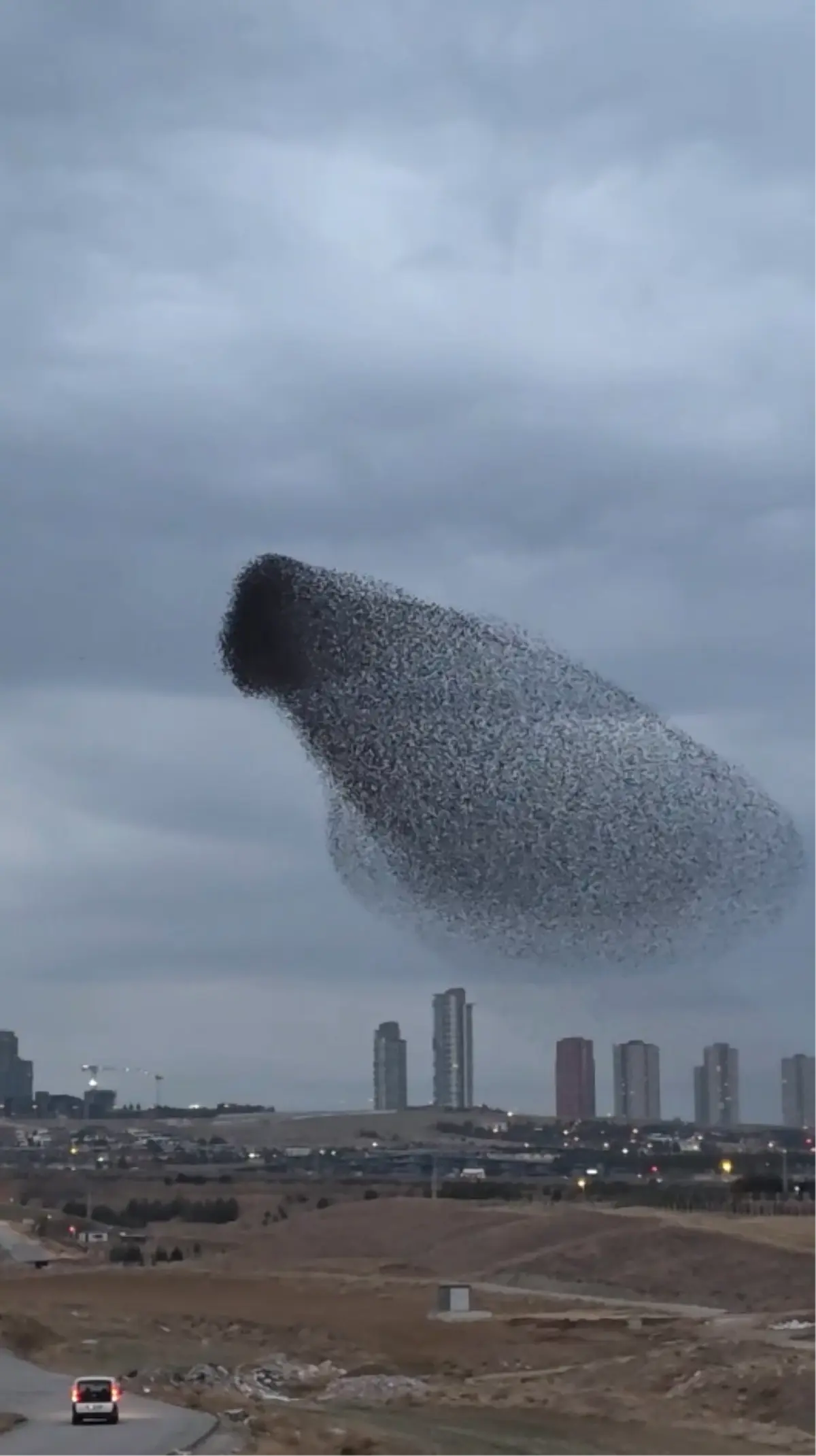 Ankara Da Sigirciklarin Gokyuzundeki Dansi 19291418 Amp