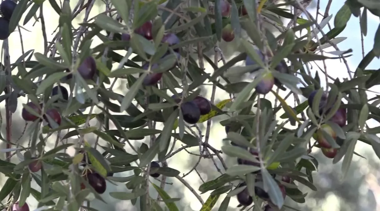 Artvin In Odullu Butko Zeytininde Hasat Suruy 19249017 Amp