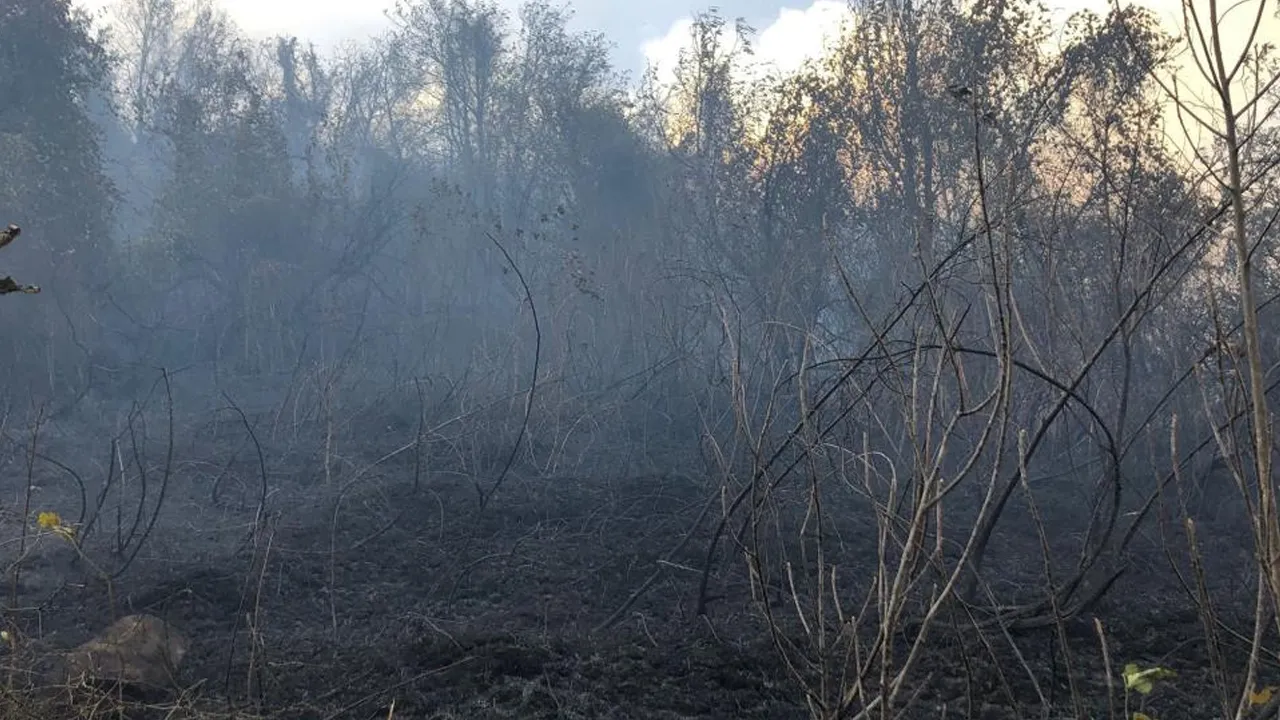 Artvinde Ziraat Alaninca Baslayan Yangin Ormana Sicradi 1671901 20251130105540