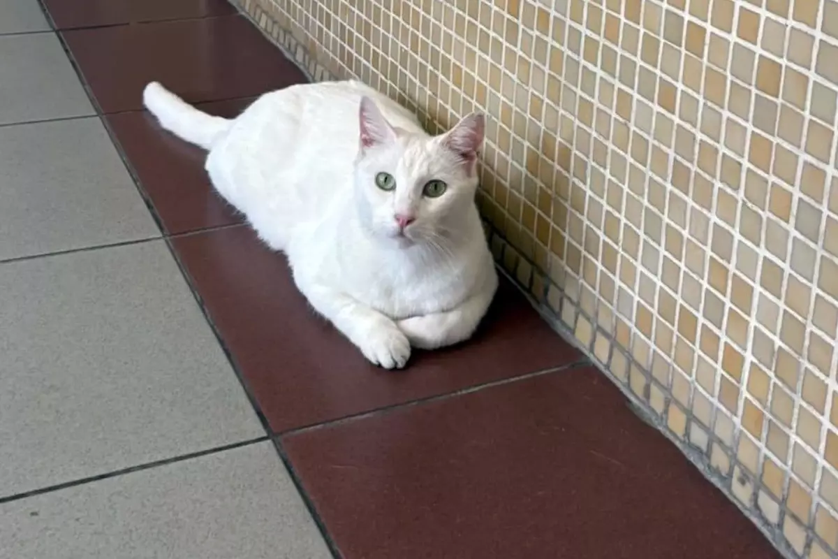 Bakirkoy Cumhuriyet Bassavciligi Ndan Tartisma 19233919 3665 Amp