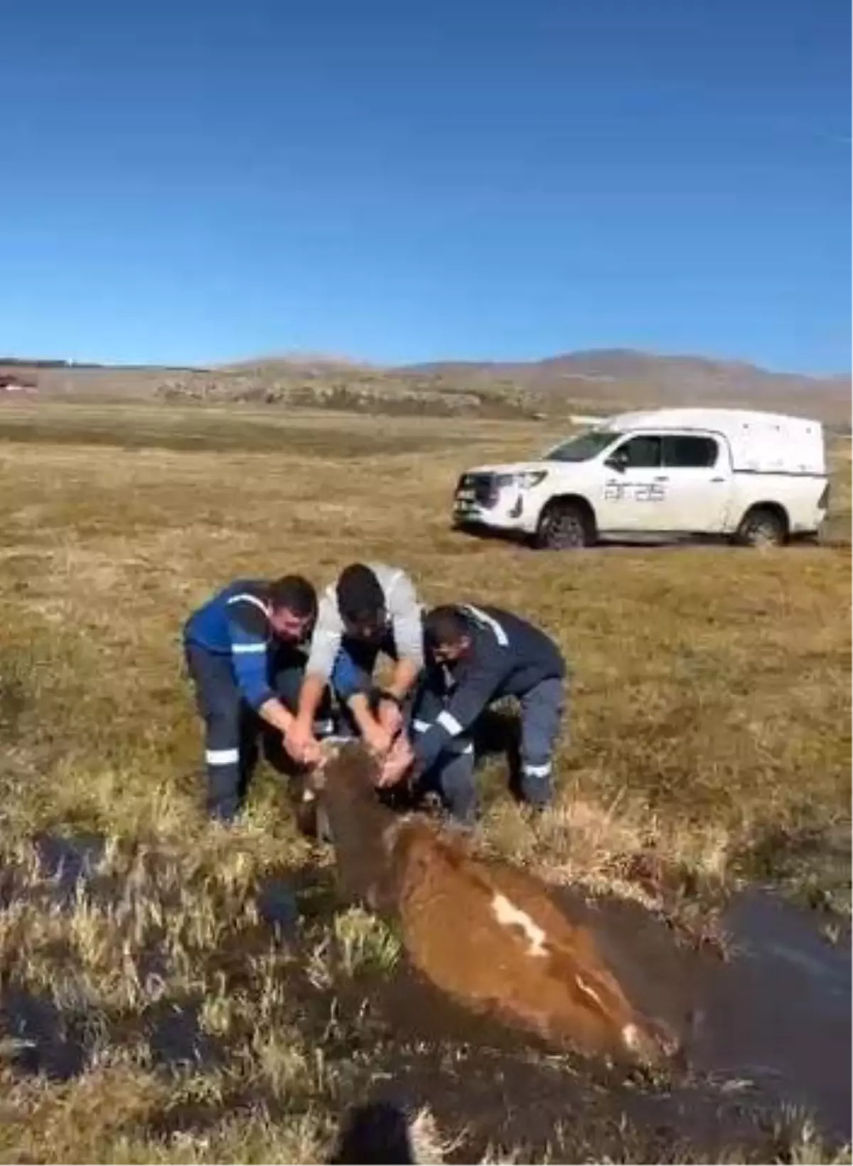 Batakliga Saplanan Inek Kurtarildi 19224385 Amp