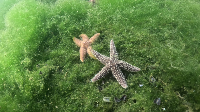 Belediye Baskani Dalgic Kiyafeti Giydi Dibe Indi 19291720 8122 M