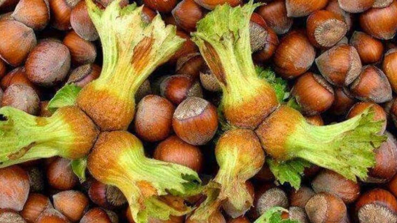 Da927825 Dfce 453A 97De 73Cb323E5Aad-1