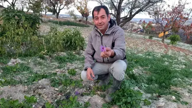 Demirci De Safran Cicegi Yetistirildi 19231715 O