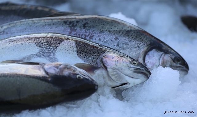 Dogu Karadeniz In 10 Aylik Turk Somonu Ihracati 152 Milyon Dolari Asti 231