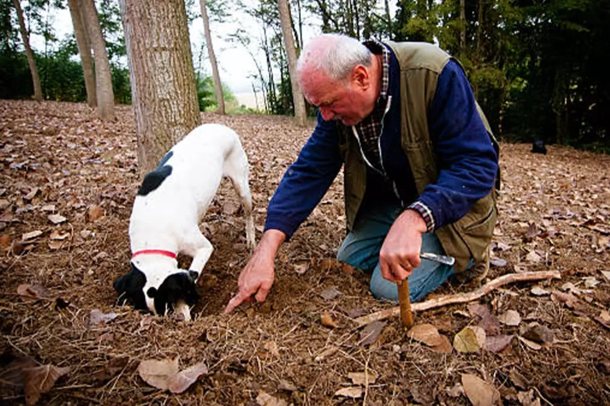Dunyanin En Pahali Lezzeti Ormanlarda Kopeklerle 19251331 2902 Amp