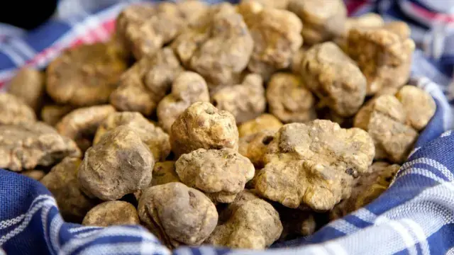 Dunyanin En Pahali Lezzeti Ormanlarda Kopeklerle 19251331 9347 M