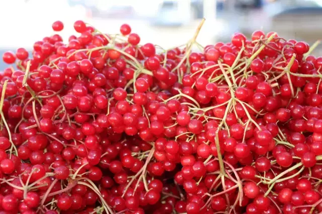 Erzincan Da Genclik Iksiri Gilaburu Meyvesi 19249285 3917 M