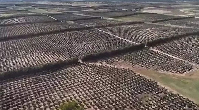 Ferrero Avustralya Da 1 Milyon Findik Agaci Dikti