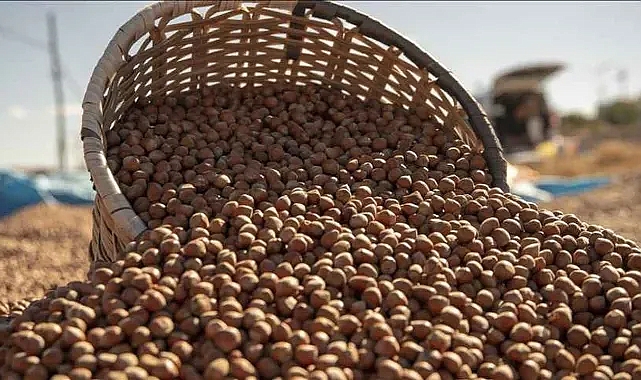 Findik Fiyatlari Zirveye Dogru Fiyat Artiran Artirana 3250-1