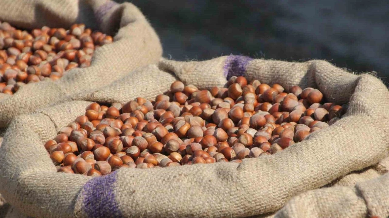 Findik Ureticilerinden Ferreroya Manipulasyon Tepkisi Amac Ureticiyi Panikletip Ucuza Findik Almak