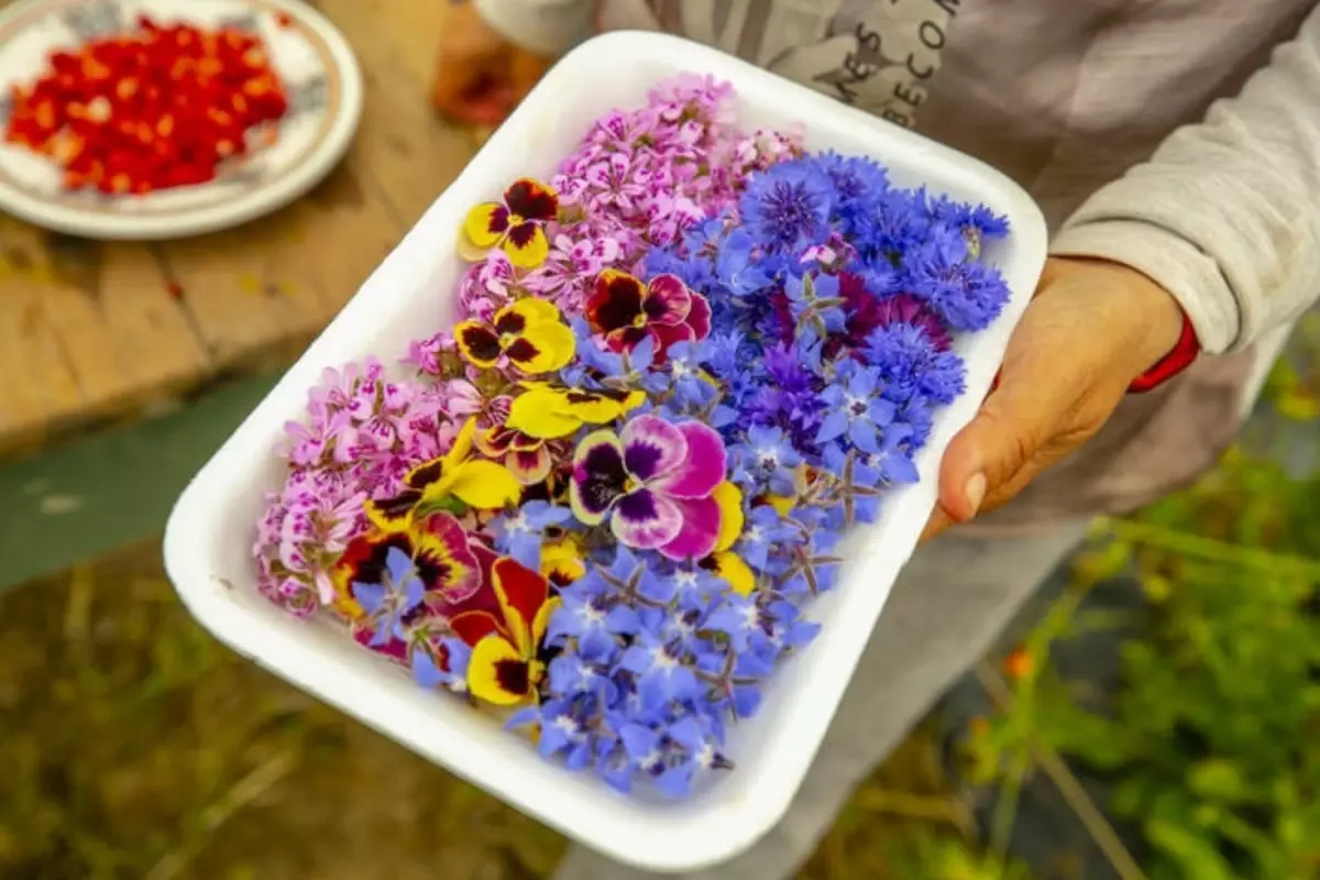 Gastronomide Yeni Trend Yenilebilir Cicekler 19239396 7598 Amp