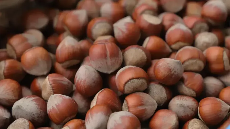 Giresunda 87 Bin 883 Ton Findik Islem Gordu 1745531537