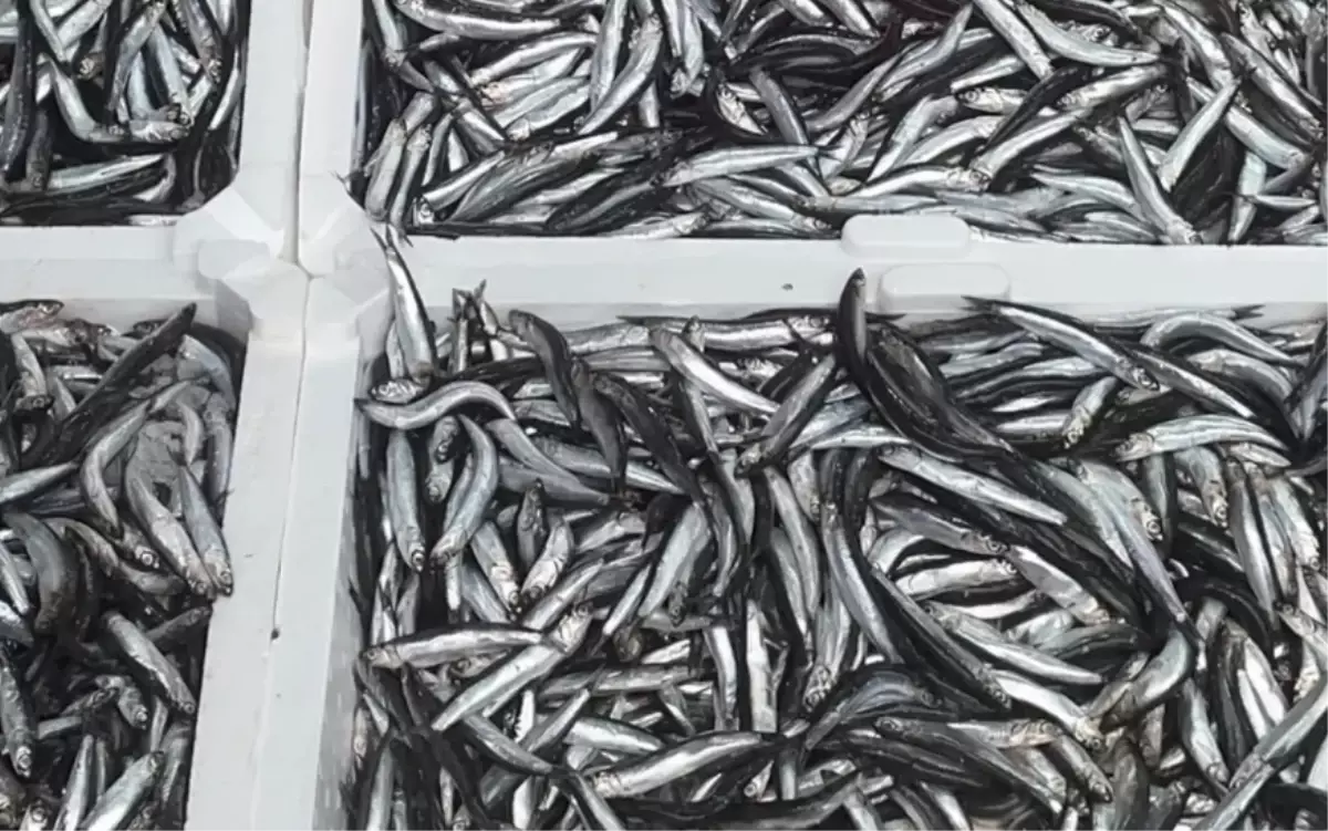 Hamsi Kilosu Ne Kadar Hamsi Fiyatlari Dustu Mu 19168737 9319 Amp