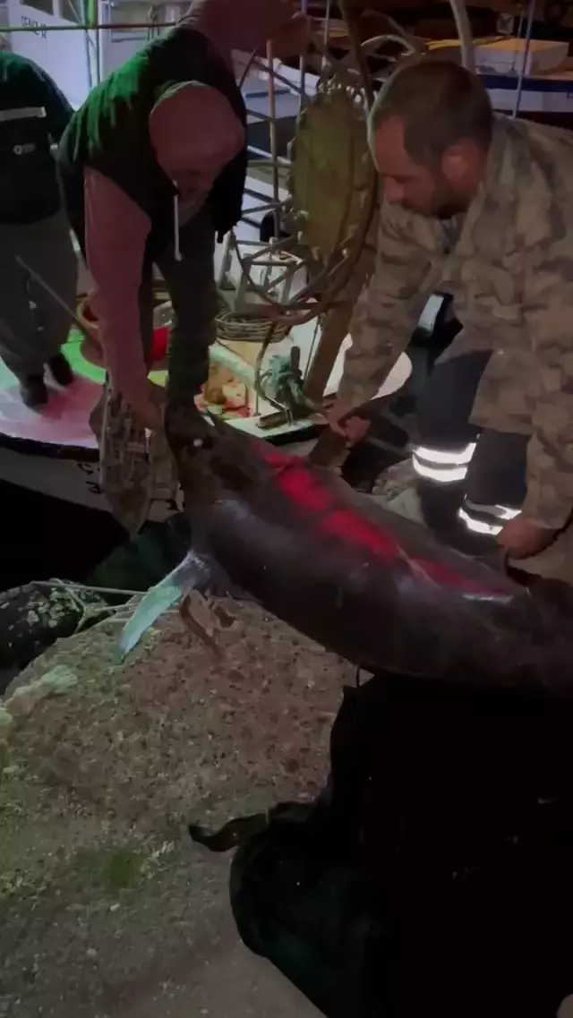 Hatay Da Balikcilar Dev Kilic Baligi Yakaladi 65 19284433 7526 M