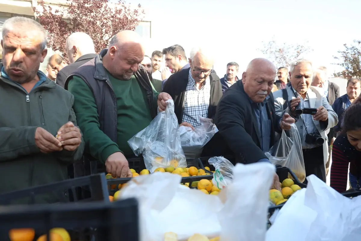Hatay Da Mandalina Ureticileri Dusuk Fiyatlar 19282225 1495 Amp