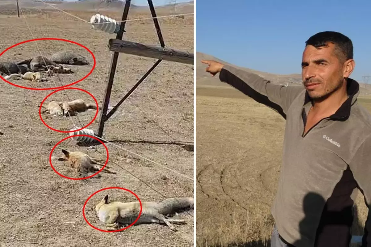 Hayvan Otlatirken Gordugu Manzara Karsisinda 19301414 1898 Amp