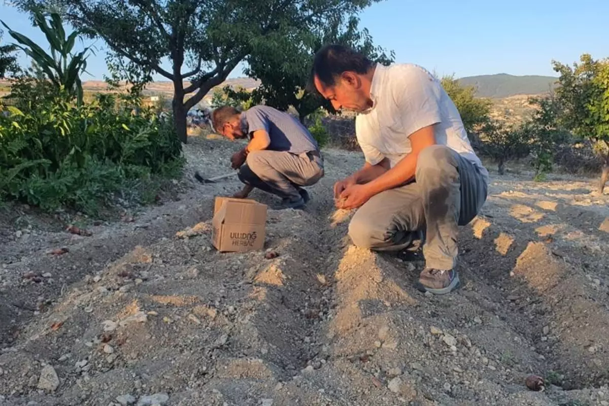 Ilcede Kirmizi Altin Mucizesi Ilk Hasadinda 19231715 7309 Amp