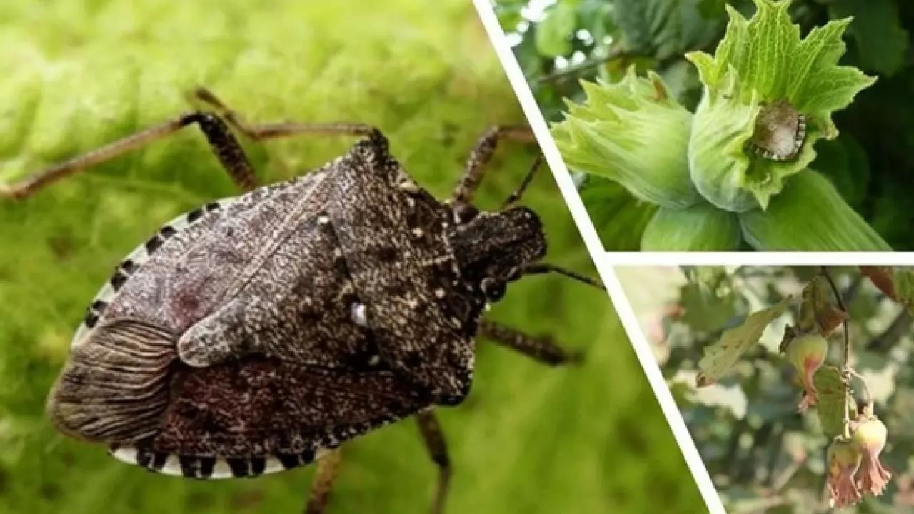 Kahverengi Kokarca Icin 7 Bin Sulun Dogaya Salindi 1761551638 3895