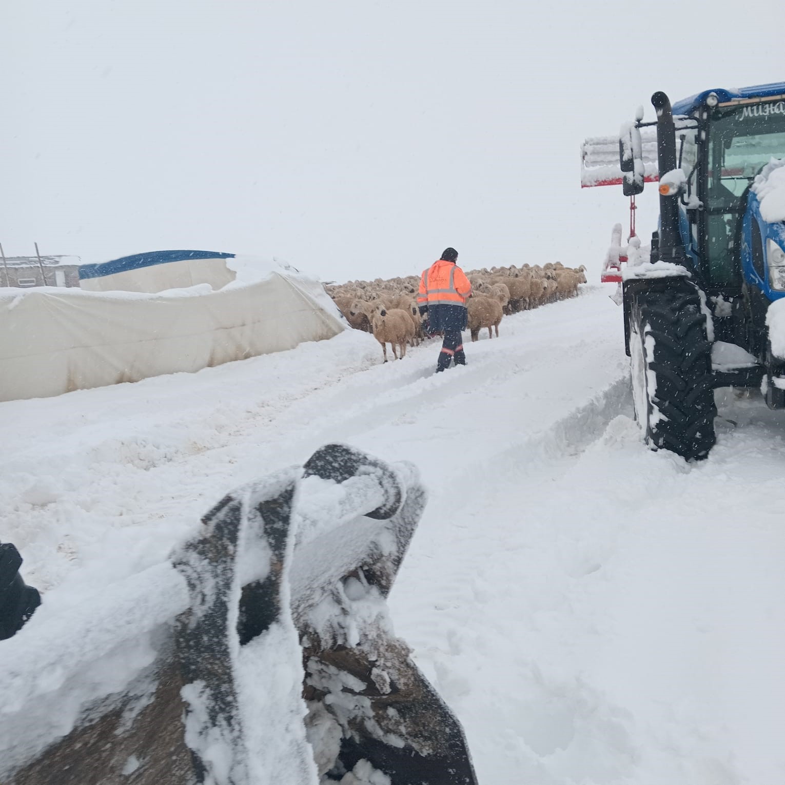 Kangalda Cadir Coktu 8 Koyun Telef Oldu 2