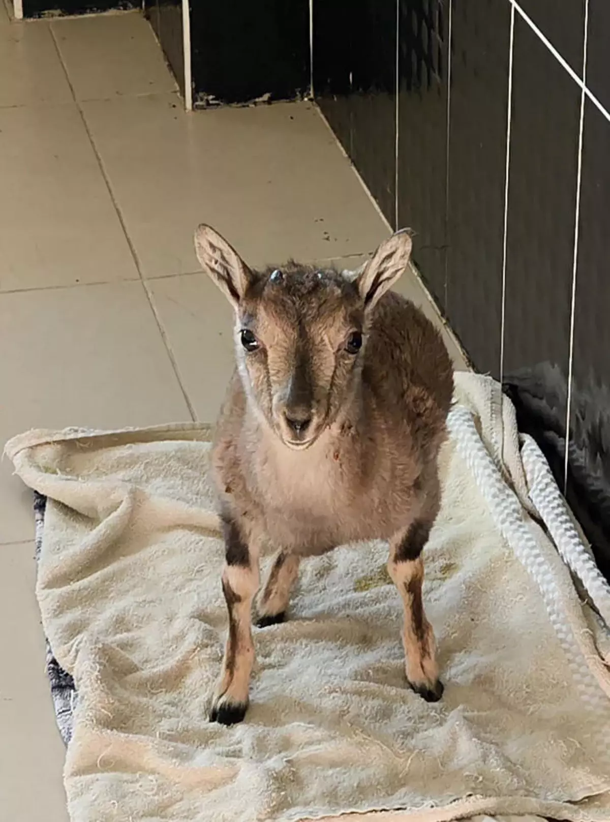 Kars Taki Merkezde 4 Bin 500 Yaban Hayvani Te 19293011 Amp