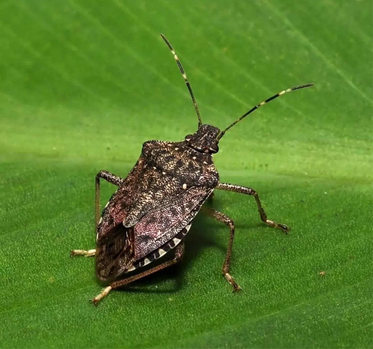 Kokarcanin Findiktaki Zarari Derinlesiyor 19293101 Amp