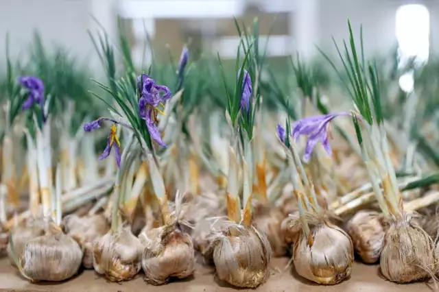 Konya Da Genc Ziraat Muhendisi Safran Uretimiyle 19297364 7363 M