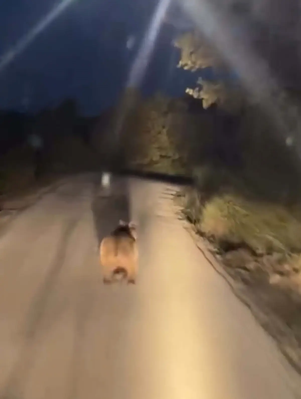 Koy Yoluna Inen Ayi Cep Telefonu Kamerasinda 19280244 Amp