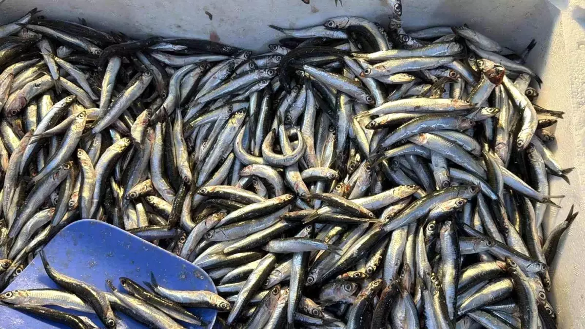 Palamut Gurcistan A Kacinca Tezgahlar Hamsiyl 19307375 Amp