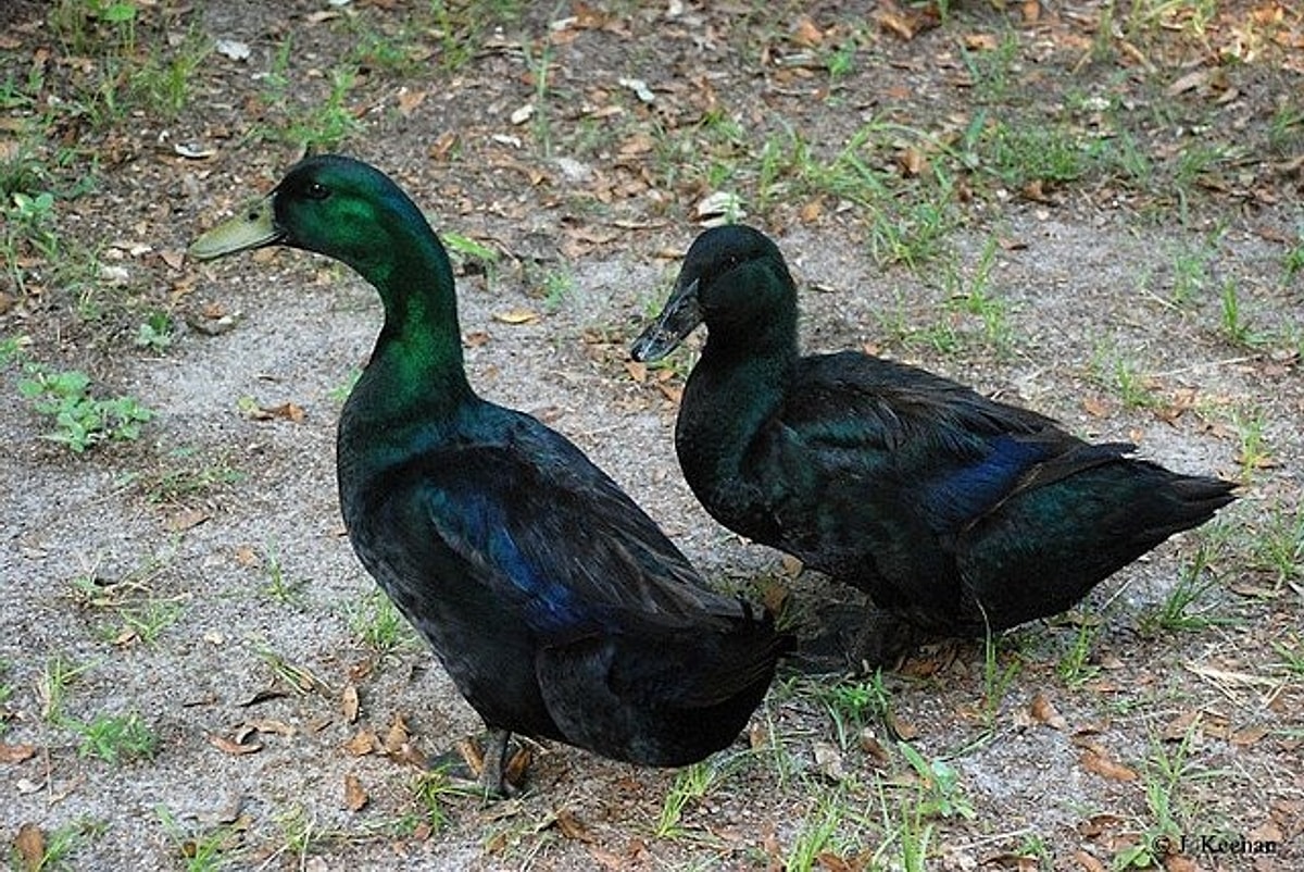 S 2Adf88Edc358F9D549C6574Ebd1646Afeba78B55