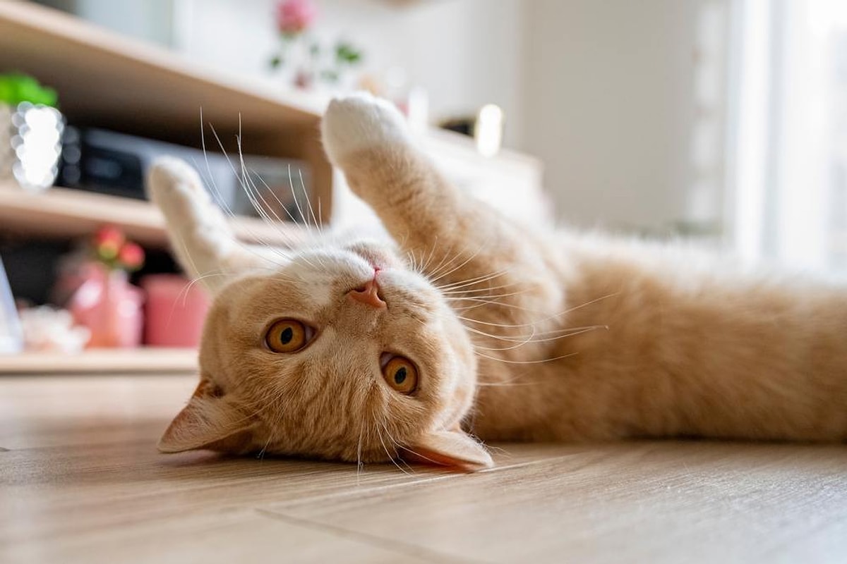 S A9E333697F86F5Cb9C8B73B838Df5F93B4C38484