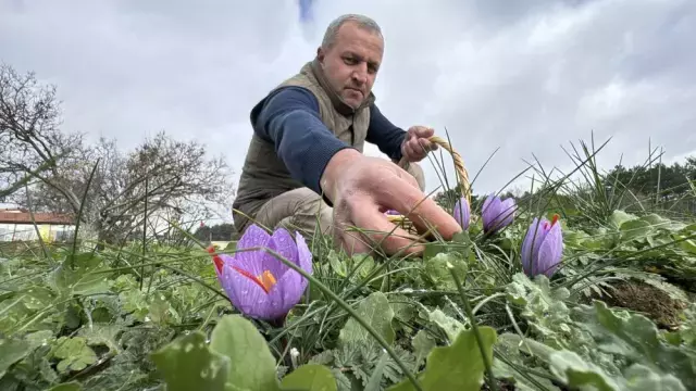 Safranbolu Da Safran Hasadi Suresi Uzadi 19256735 9815 M