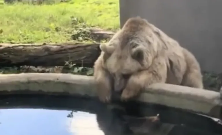 Screenshot 20251125 161034 Gallery