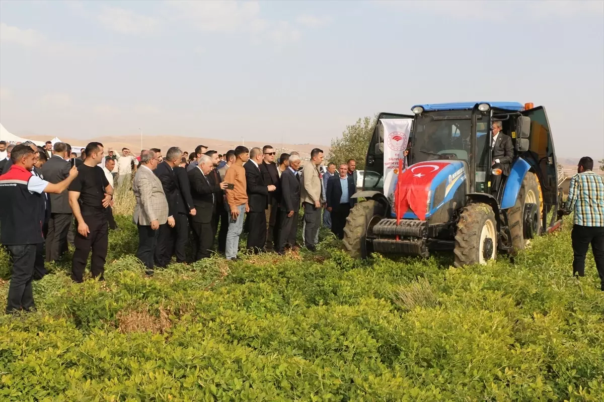 Sirnak Ta Yer Fistigi Hasadi Yapildi 19230554 Amp